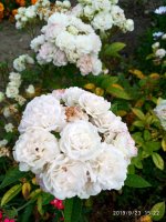 IMG-20190923-WA0020.jpg
