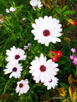 IMG-20190923-WA0019.jpg