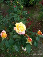 IMG-20190923-WA0013.jpg
