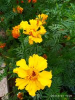 IMG-20190923-WA0012.jpg