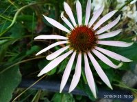 IMG-20190923-WA0005.jpg