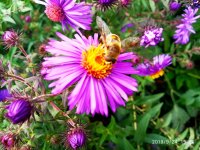 IMG-20190924-WA0000.jpg