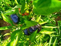 IMG-20190924-WA0013.jpg
