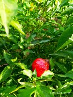 IMG-20190924-WA0012.jpg
