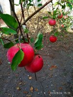IMG-20190924-WA0007.jpg
