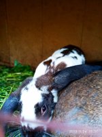 IMG-20190924-WA0018.jpg