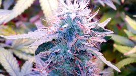 IMG_20190922_172310.jpg