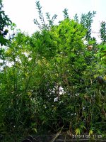 IMG-20190925-WA0009.jpg