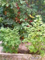 IMG-20190925-WA0001.jpg
