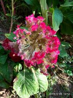 IMG-20190926-WA0021.jpg