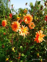 IMG-20190926-WA0018.jpg