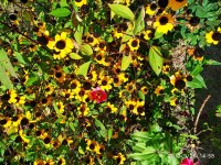 IMG-20190926-WA0013.jpg