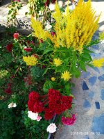 IMG-20190926-WA0007.jpg