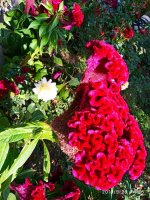IMG-20190926-WA0005.jpg