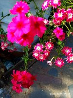 IMG-20190926-WA0001.jpg
