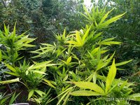 IMG-20190927-WA0019.jpg