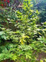 IMG-20190927-WA0004.jpg