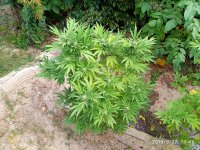 IMG-20190927-WA0000.jpg