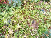 IMG-20190928-WA0007.jpg