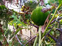 IMG-20190928-WA0001.jpg