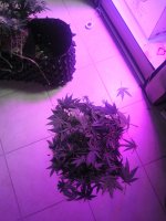 IMG_20190930_100216.jpg