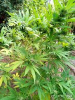 IMG-20190930-WA0004.jpg