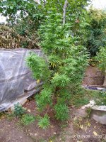 IMG-20190930-WA0012.jpg