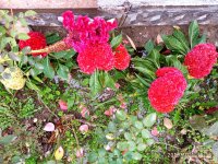 IMG-20191001-WA0073.jpg
