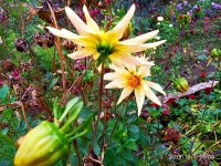 IMG-20191001-WA0059.jpg