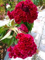 IMG-20191001-WA0050.jpg