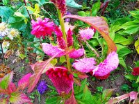 IMG-20191001-WA0038.jpg