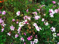 IMG-20191001-WA0036.jpg