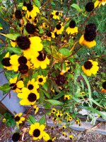 IMG-20191001-WA0015.jpg