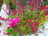 IMG-20191001-WA0013.jpg