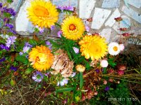 IMG-20191001-WA0004.jpg