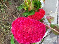 IMG-20191001-WA0000.jpg