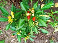 IMG-20191001-WA0094.jpg