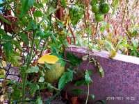 IMG-20191001-WA0090.jpg