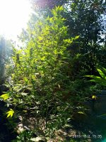 IMG-20191002-WA0006.jpg