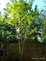 IMG-20191002-WA0005.jpg