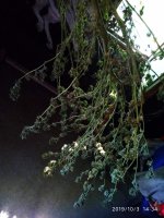 IMG-20191003-WA0002.jpg
