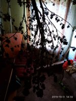 IMG-20191003-WA0003.jpg