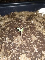 IMG_20191005_113233.jpg