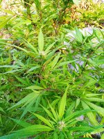 IMG-20191006-WA0018.jpg