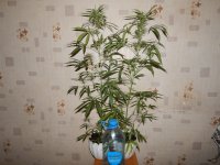 DSCN3275.JPG