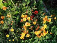 IMG-20191008-WA0000.jpg