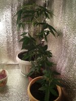 IMG_20191009_165000.jpg