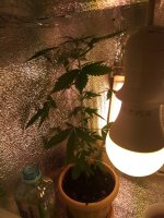 IMG_20191009_165010.jpg