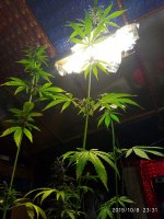 IMG-20191009-WA0004.jpg