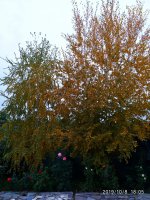 IMG-20191009-WA0014.jpg